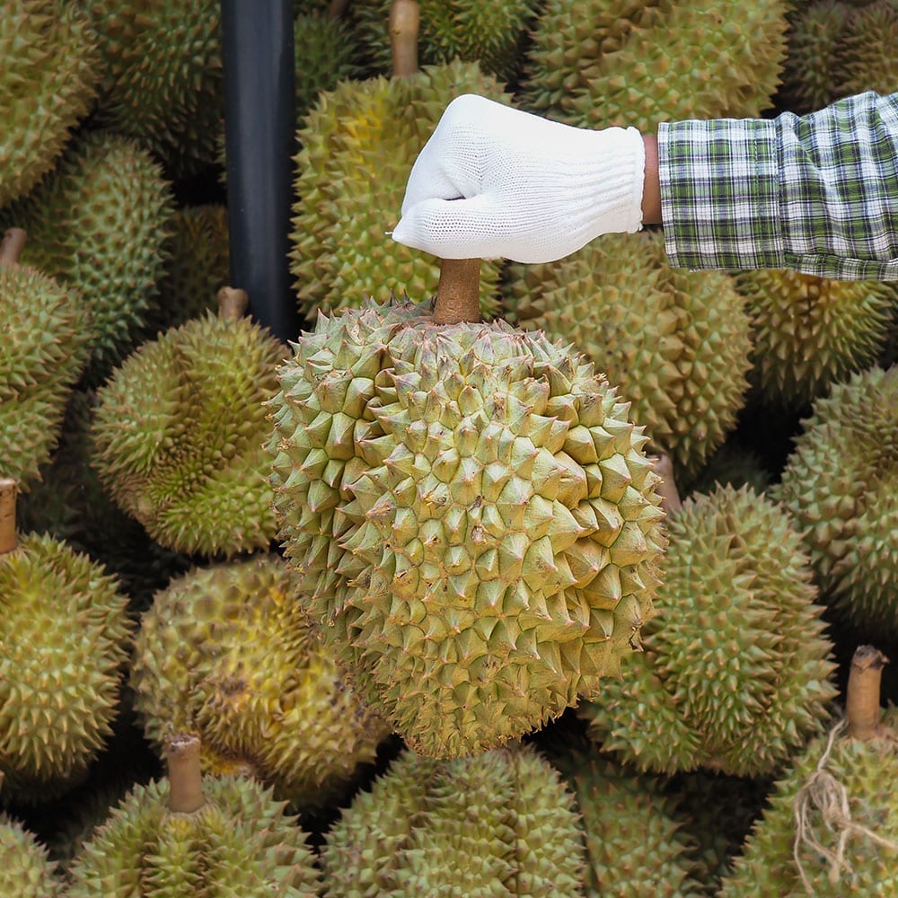Hand Hold Durian Home Illustration | Musang King | D24 |  Fresh Durian | Durian Ice Cream | Durian Mochi | Durian Crepe Cake | Durian Cheesecake | Tip Top Durian Delivery | Malaysia Top Fresh Durian Online Delivery